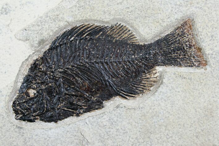 Excellent Priscacara Fish Fossil #5970